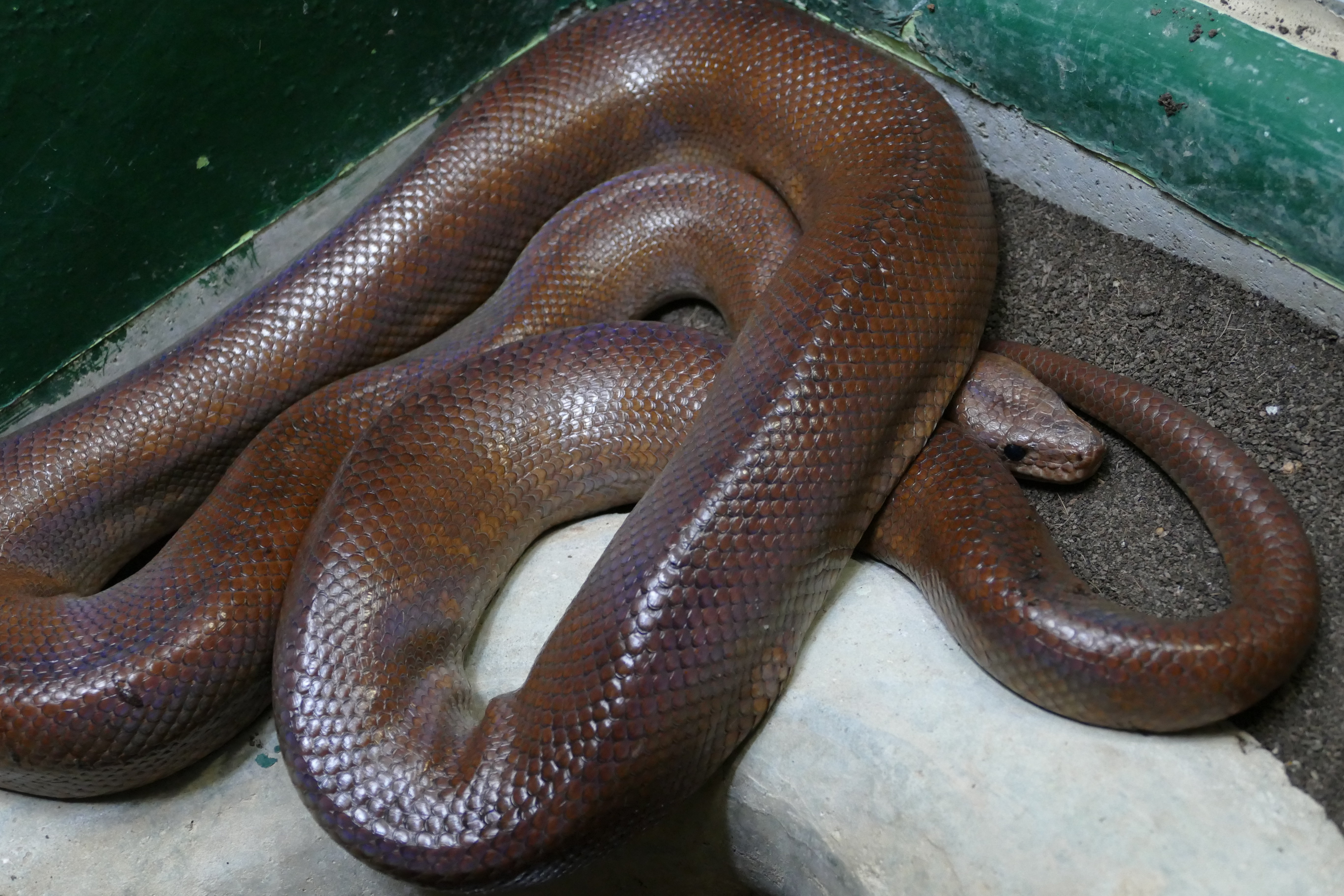 コロンビアレインボーボア飼育の真実｜価格・寿命とブラジル種との違い