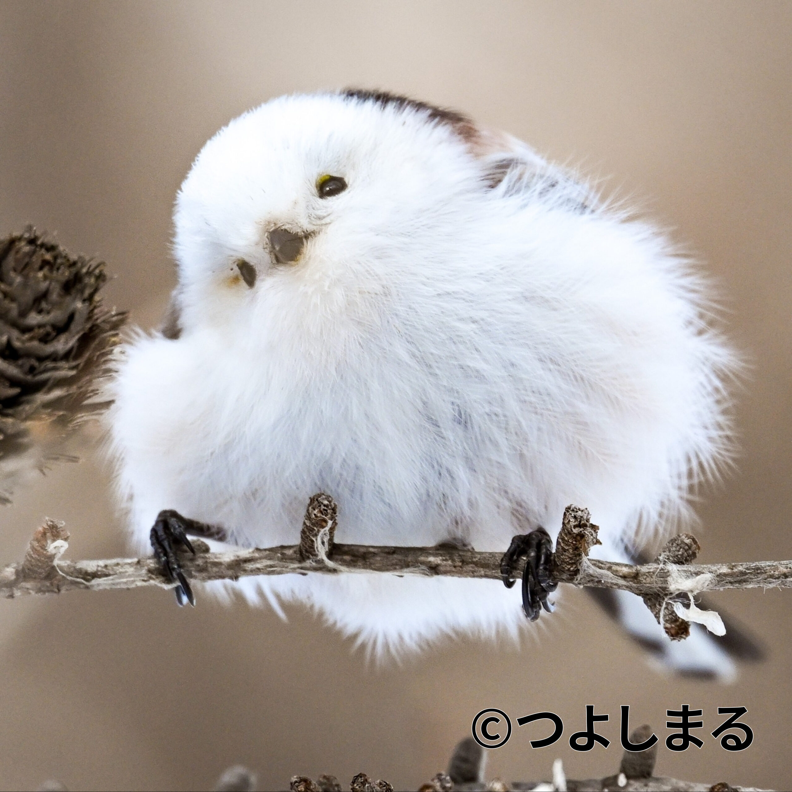 雪の妖精が魅せる奇跡の一瞬！シマエナガ愛らしすぎる高画質画像集