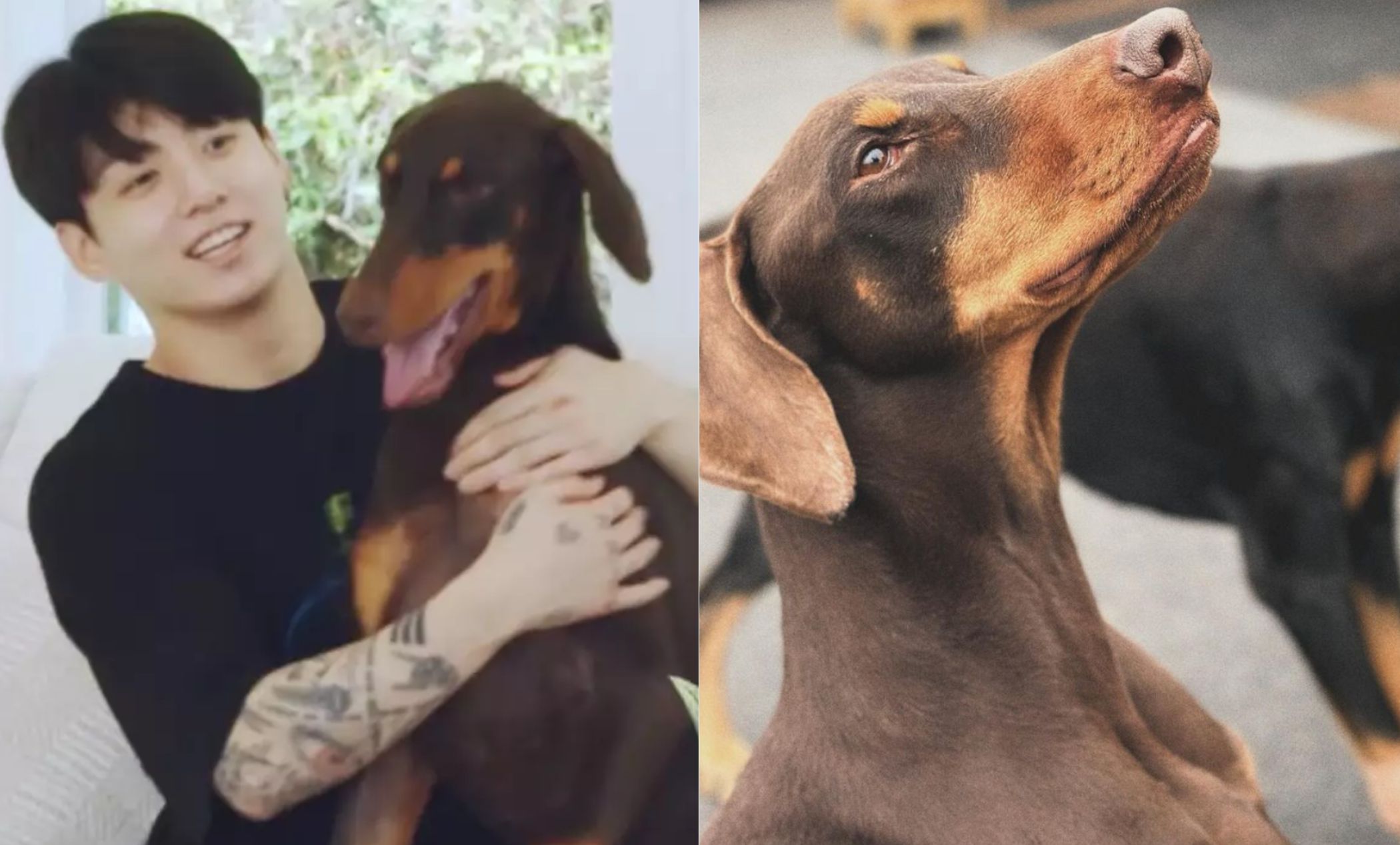 What Is Jungkook's Dogs Name