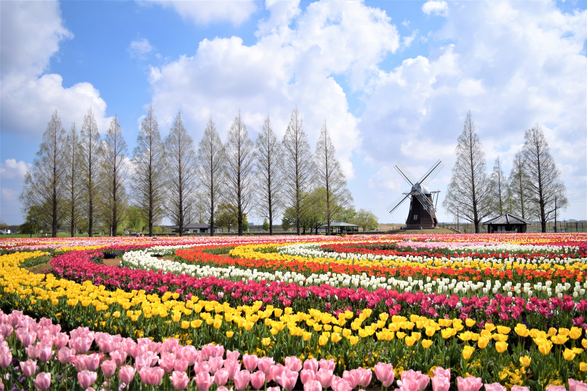 あけぼの山農業公園チューリップ2026見頃と混雑回避ルート詳報