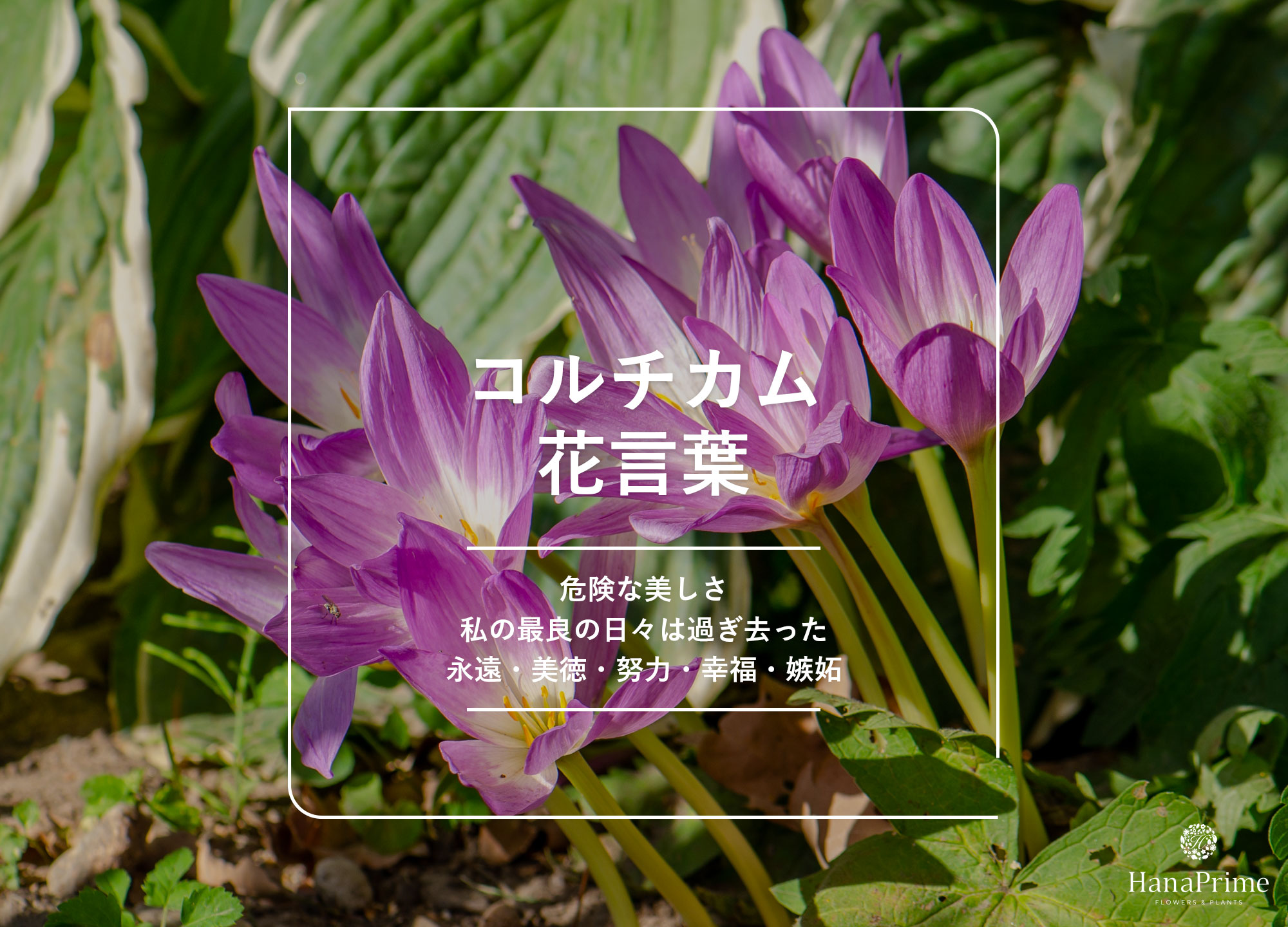 イヌサフランの花言葉が怖い理由とは？猛毒の正体とサフランの見分け方