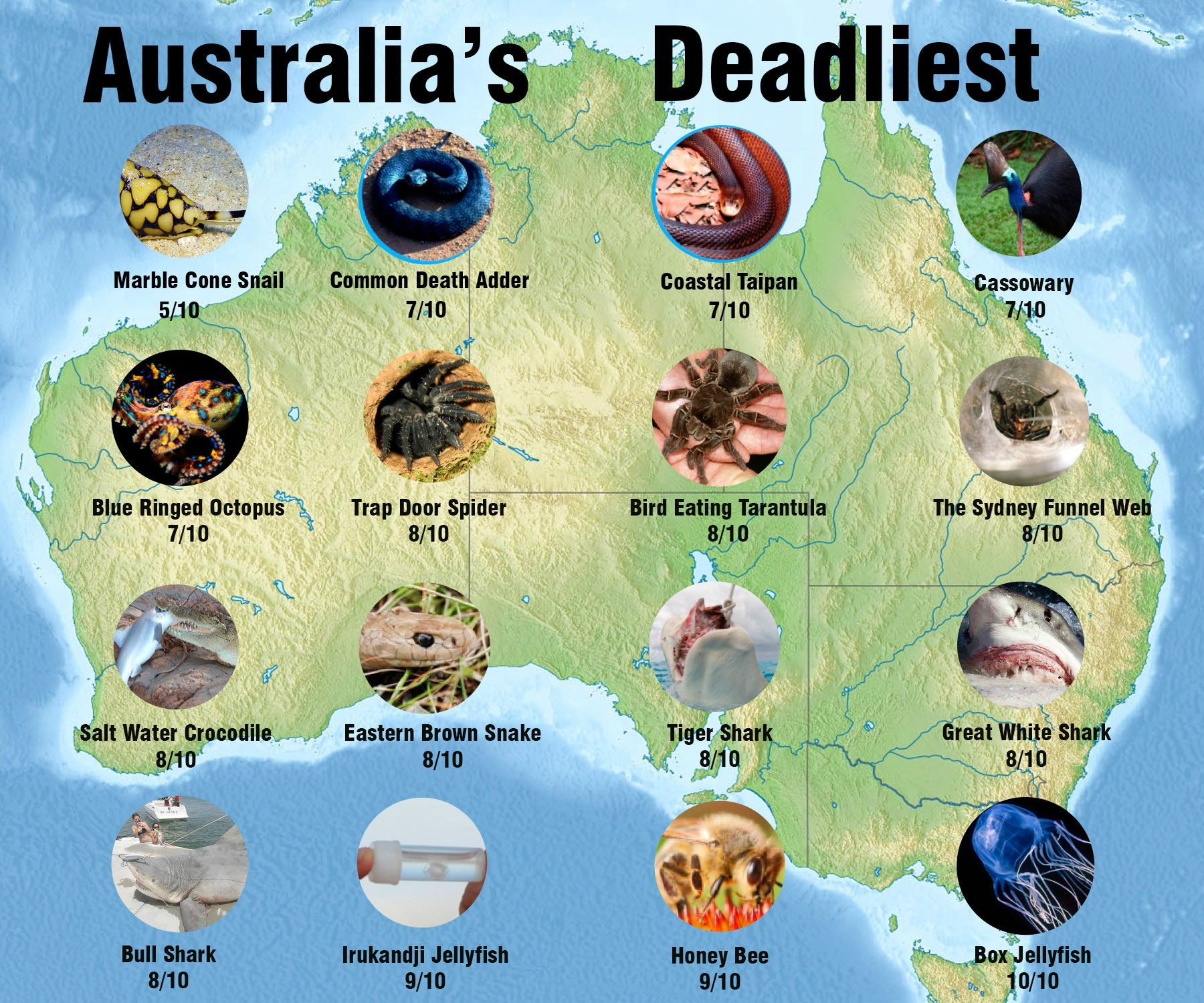 Deadly Animals of Australia