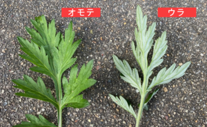 「春の味覚」が猛毒に？命を守る「ヨモギ の 見分け 方」と間違えやすい危険な毒草リスト