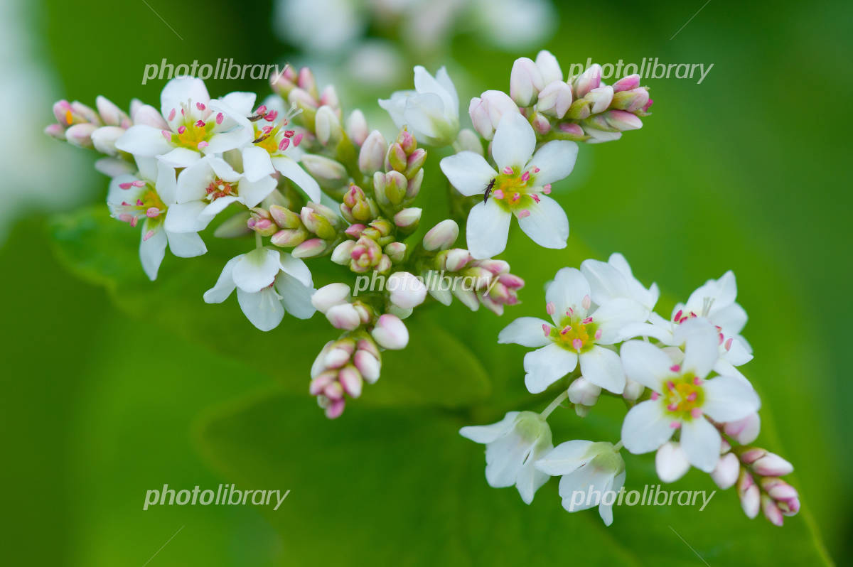 蕎麦の花の絶景と知られざる真実！見頃時期や匂いの謎を徹底解説