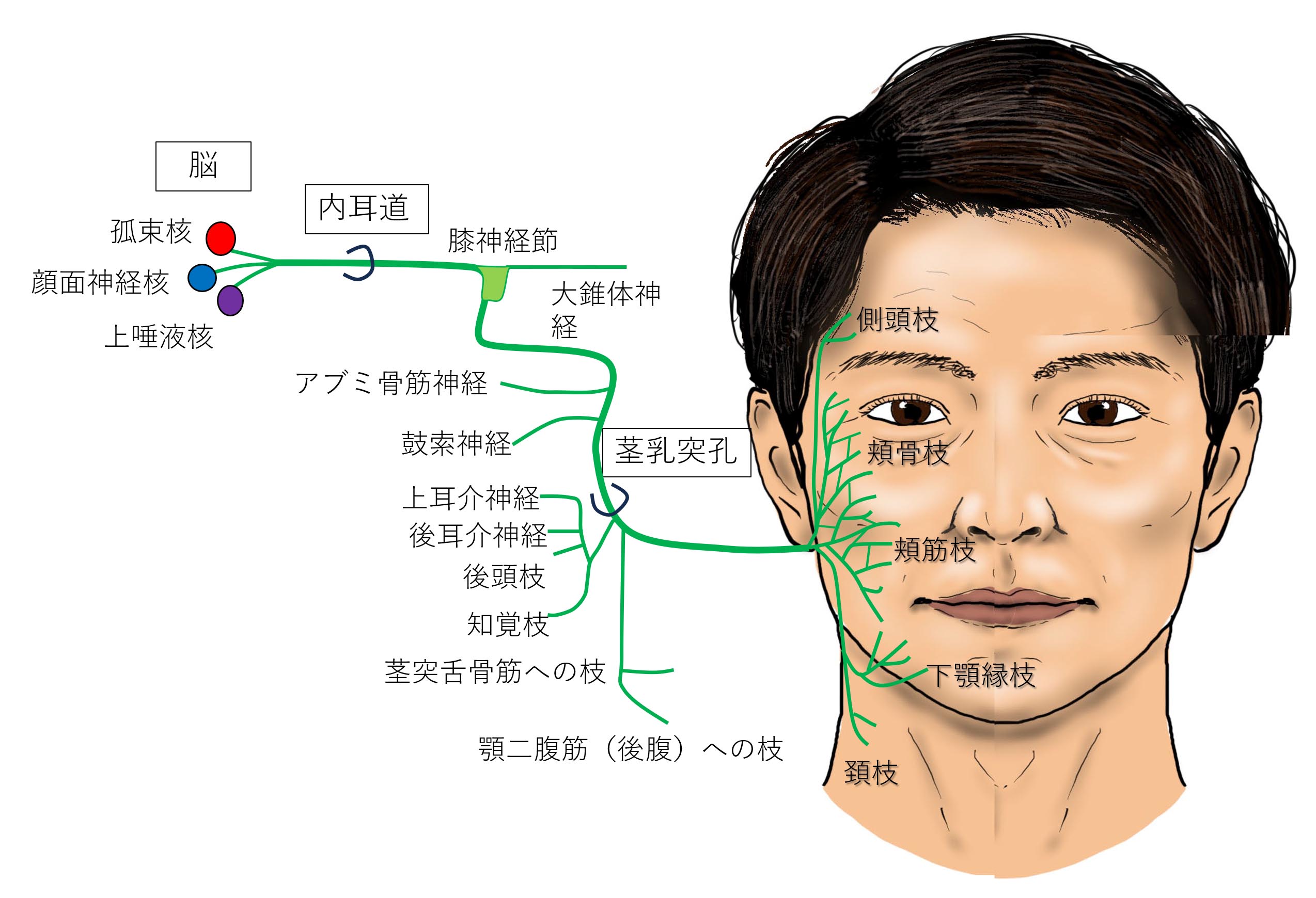 顔面神経麻痺の前兆と初期サイン｜耳の後ろの違和感や受診科を徹底解説