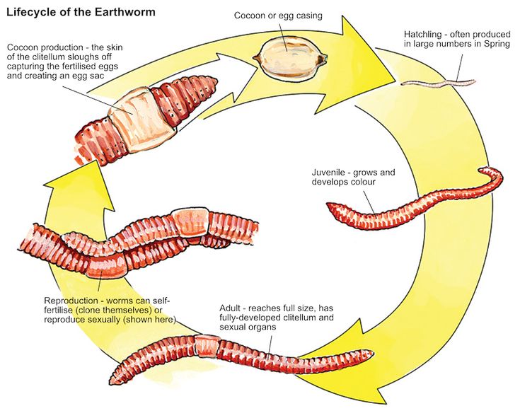 Where Do the Worms Come From