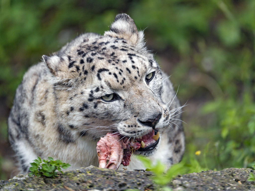 What Animals Do Snow Leopards Eat