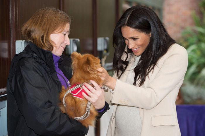 Meghan Markle Pets Move Britain: Dogs for Comfort, Chickens Left Behind