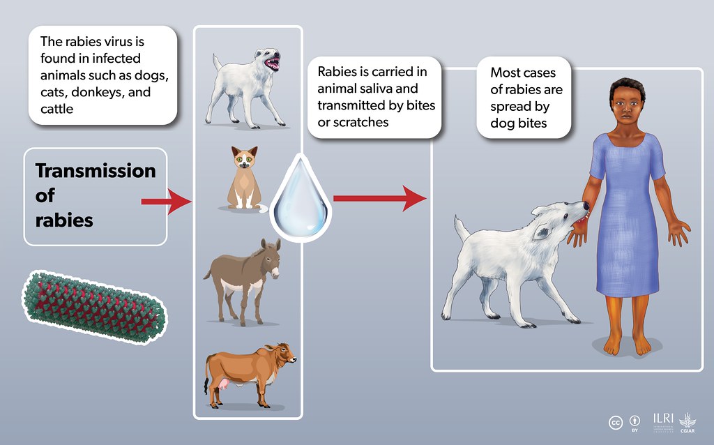 Can Rabies Be Transmitted Through Human Saliva