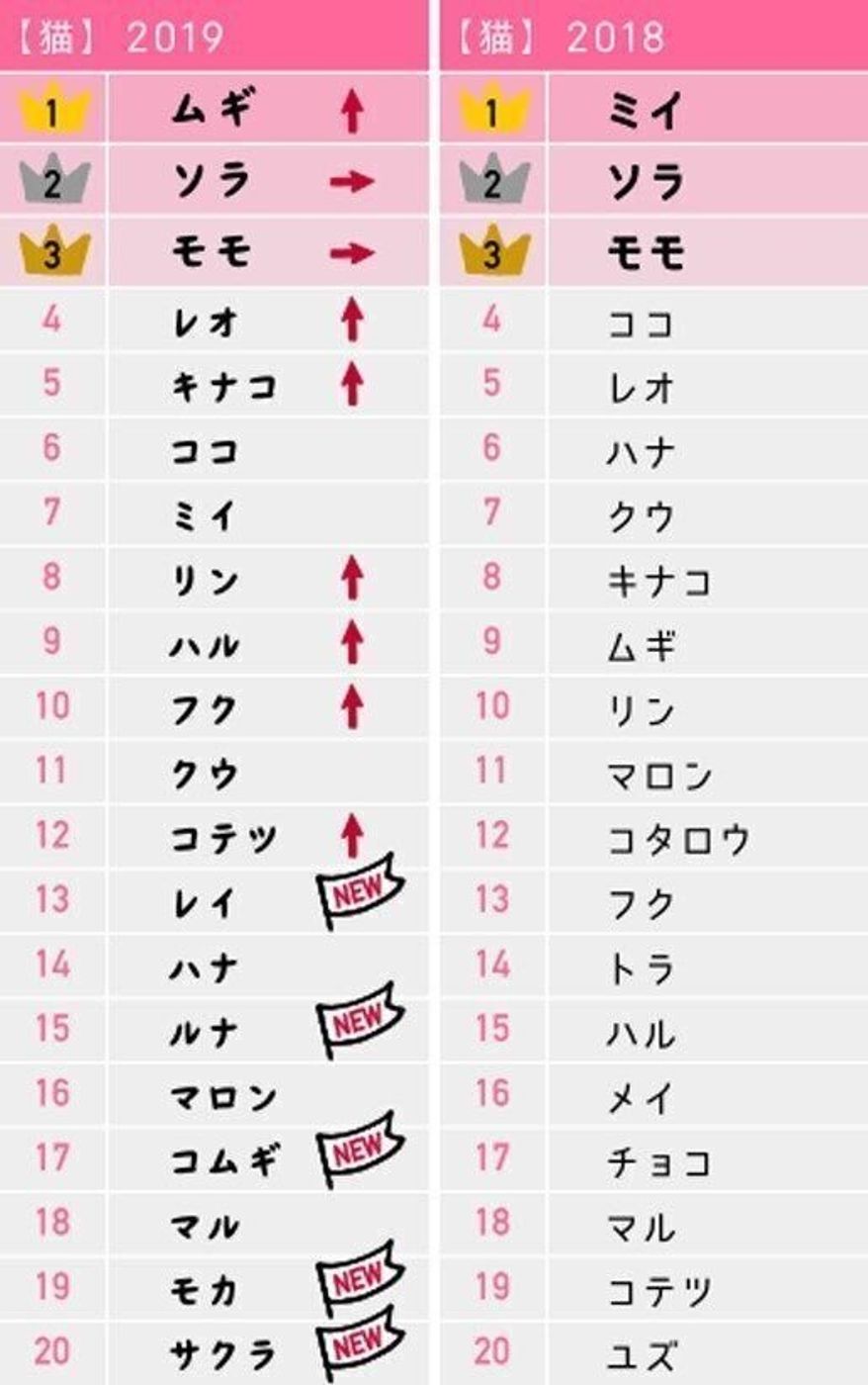 【2026最新】猫の名前ランキング！急浮上トレンドと名付けの決め手を解明