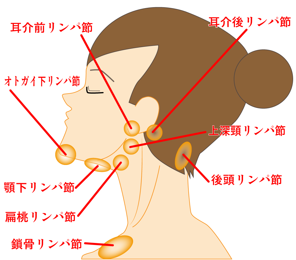 首のしこりは何科？痛くない危険なサインと後悔しない病院の選び方
