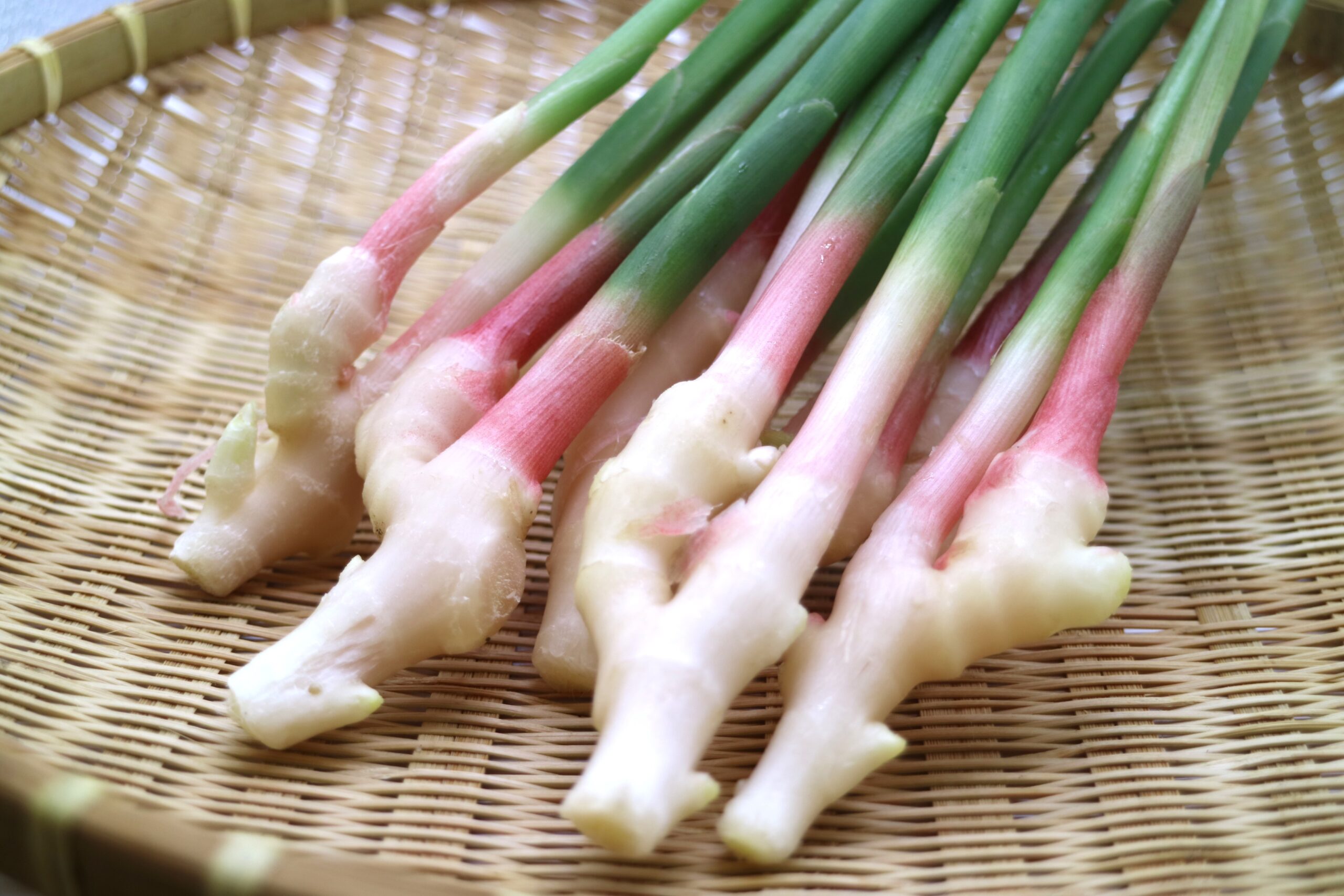 江戸東京野菜「谷中しょうが」の旬と絶品レシピ！普通の生姜との決定的な違い