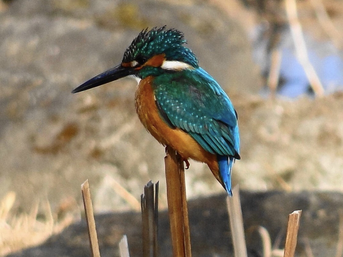 手賀沼の野鳥観察完全ガイド！100種超が集まる理由と穴場スポット