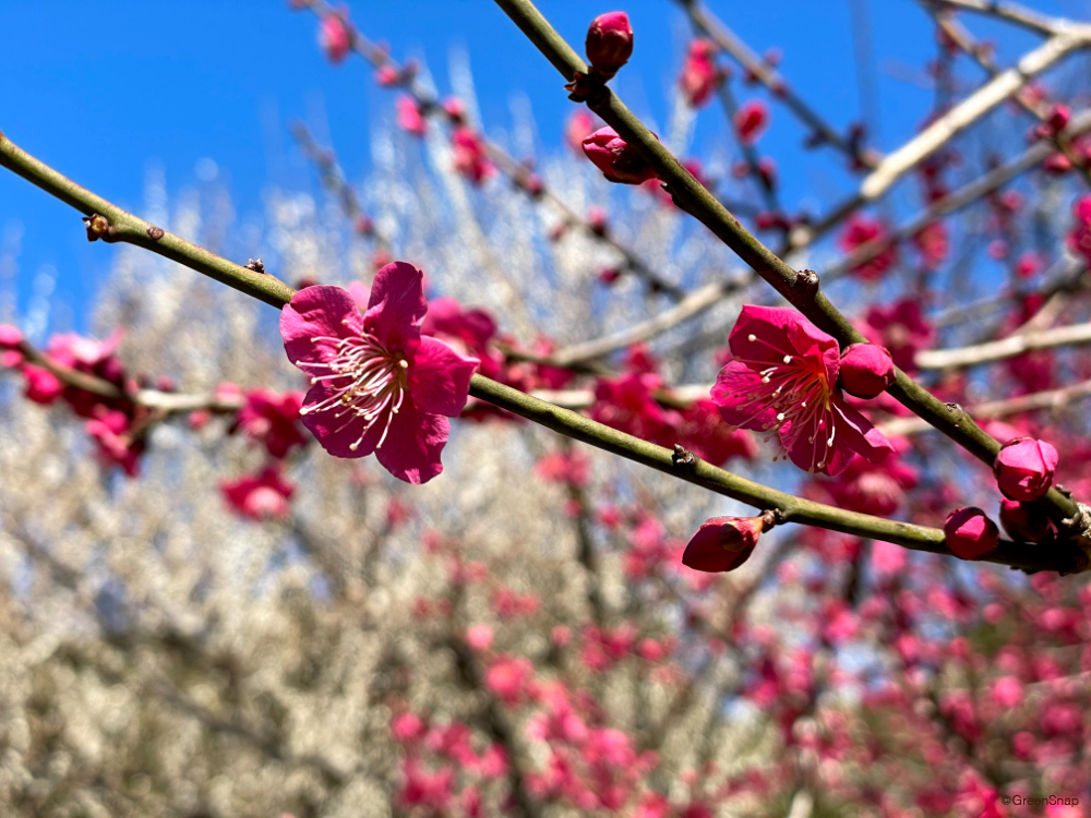 2月2日の誕生花と花言葉！「怖い」と噂される理由の真相と贈る注意点