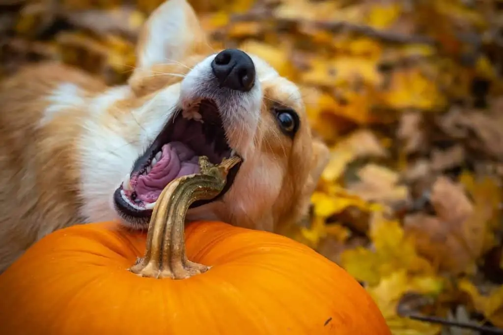 Too Much Pumpkin for Dogs