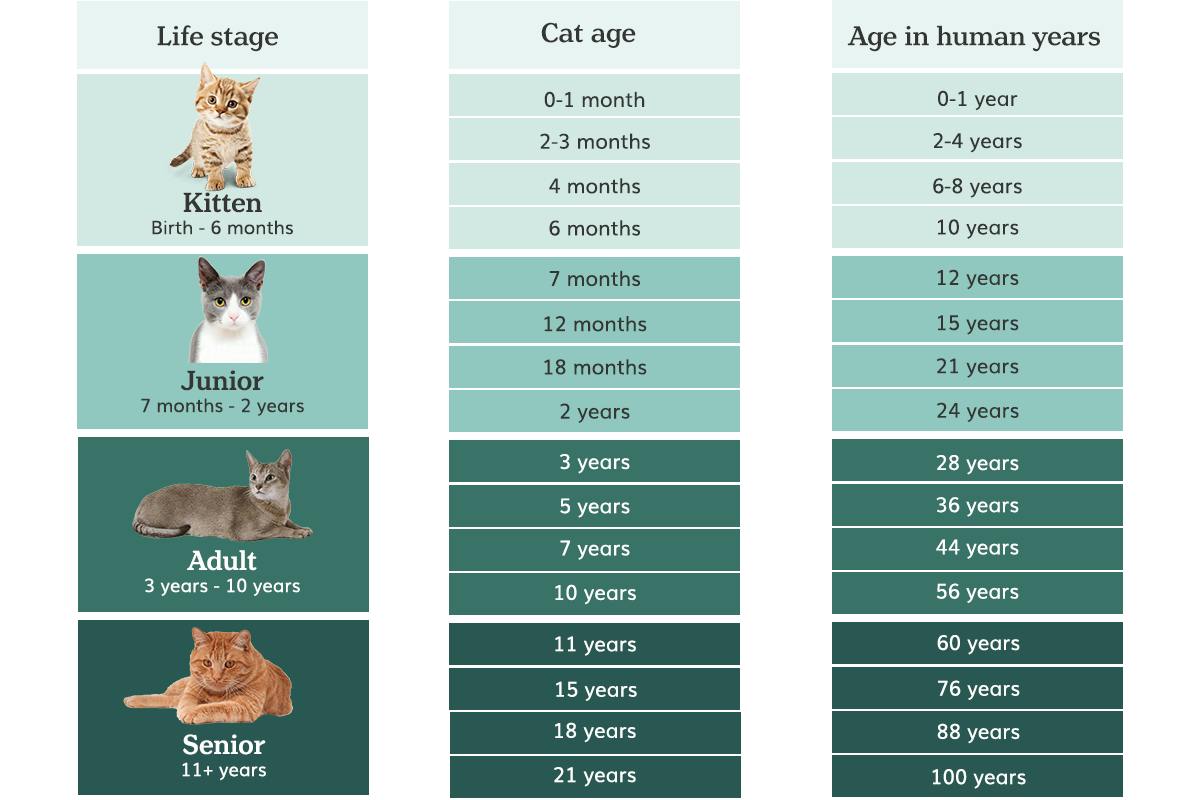 What Is 14 in Cat Year's