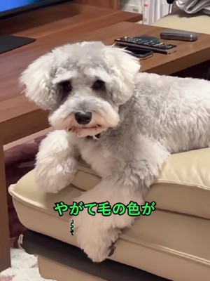 「思っていた姿と違う」ミックス犬ブームの光と影。大人になったチワプーのリアルと、愛護団体が警鐘を鳴らす「見た目至上主義」の罠