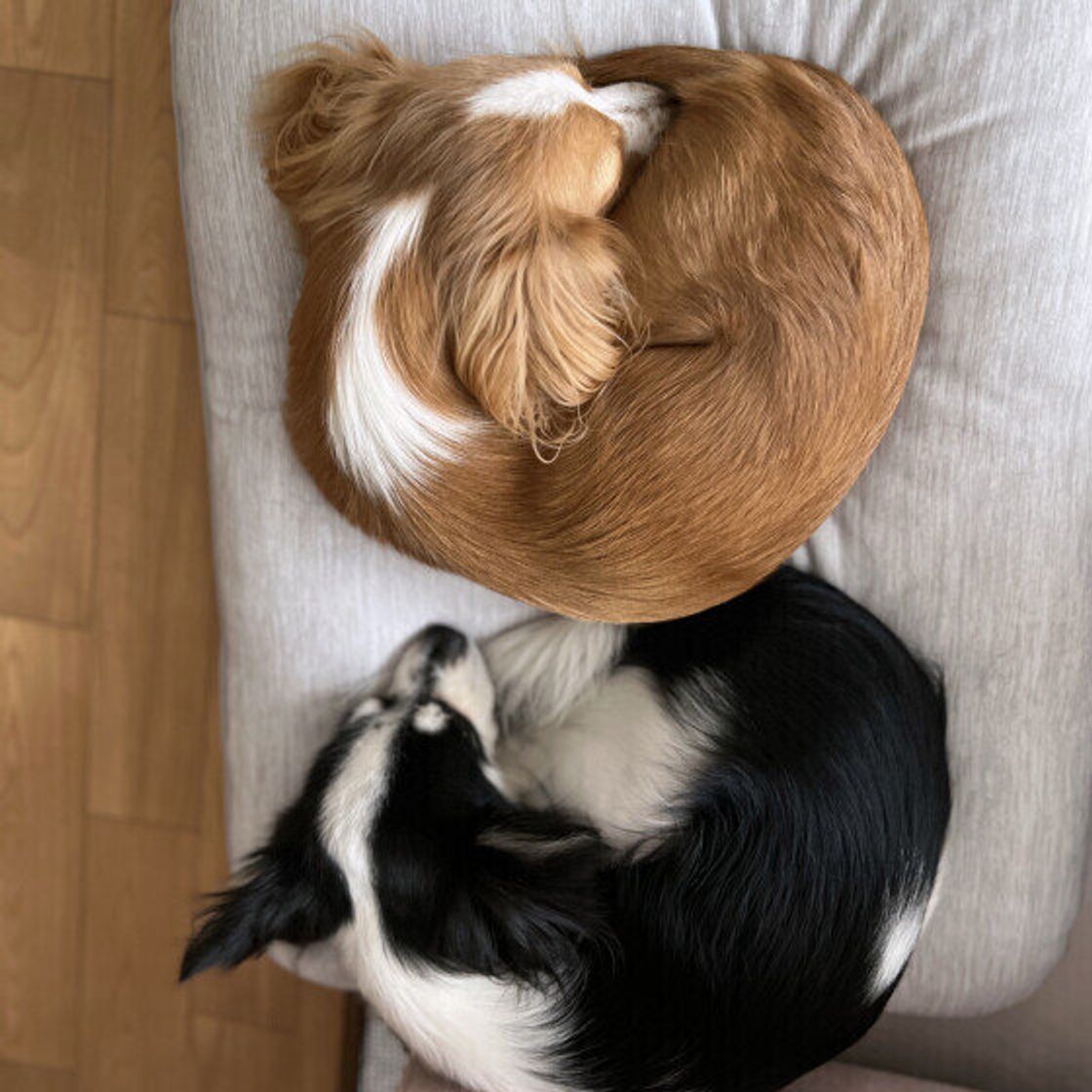 犬が丸まって寝る理由は？病気のSosと心理を見分ける危険サイン
