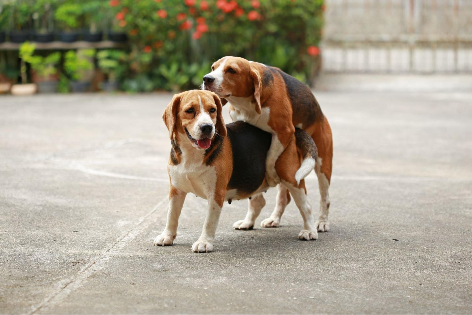 犬が腰を振る本当の理由とは？メスや去勢後の謎と病気のサインを解説