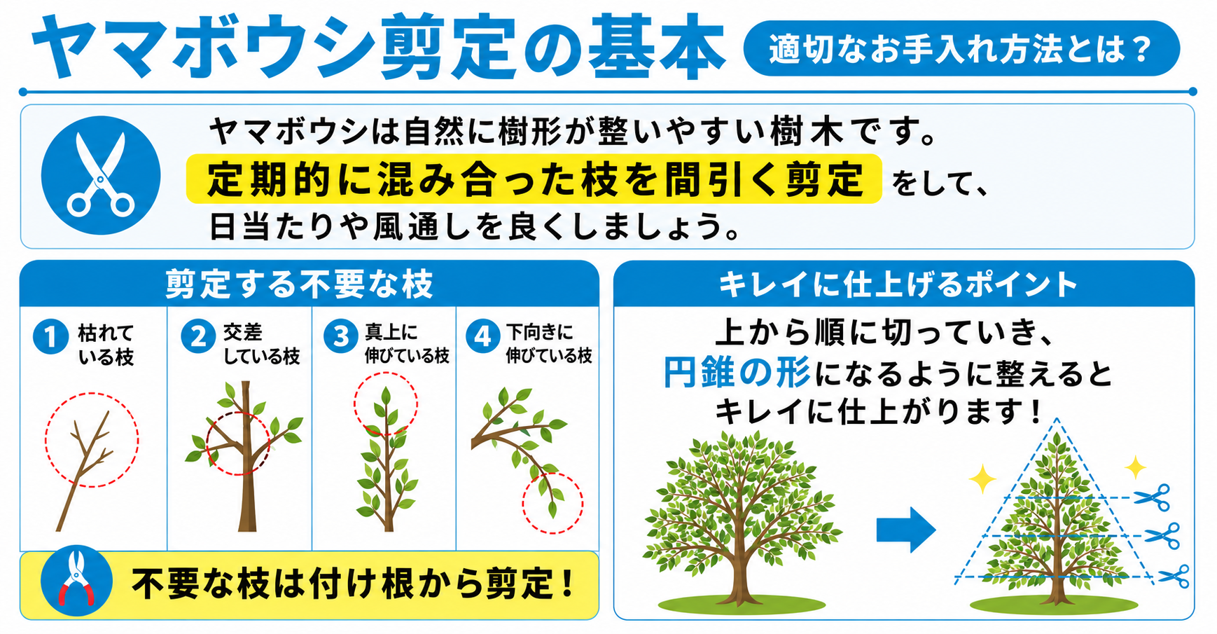 ヤマボウシの剪定時期と正しい切り方｜花を咲かせ樹高を抑える極意
