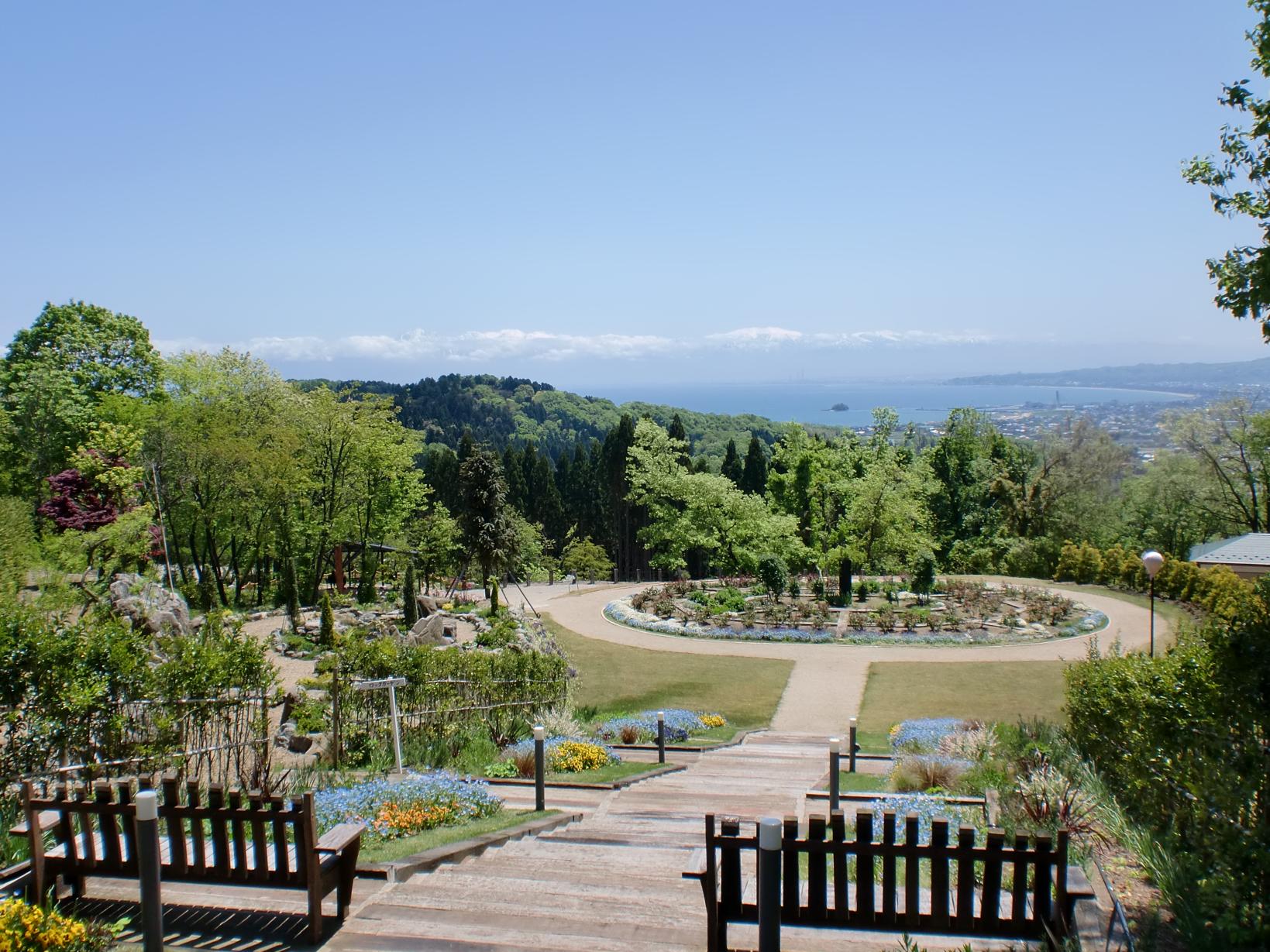 氷見あいやまガーデンの見頃と現在！バラ開花・絶景ランチ完全検証
