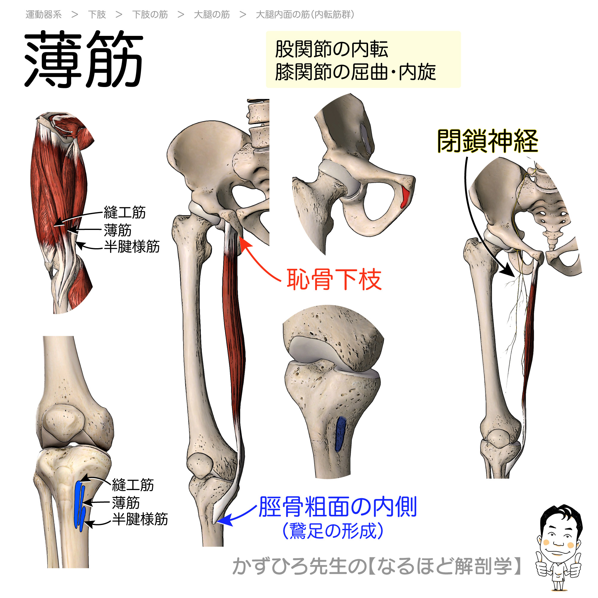 薄筋の作用を徹底解剖！膝痛や鵞足炎を招く盲点と正しい伸ばし方
