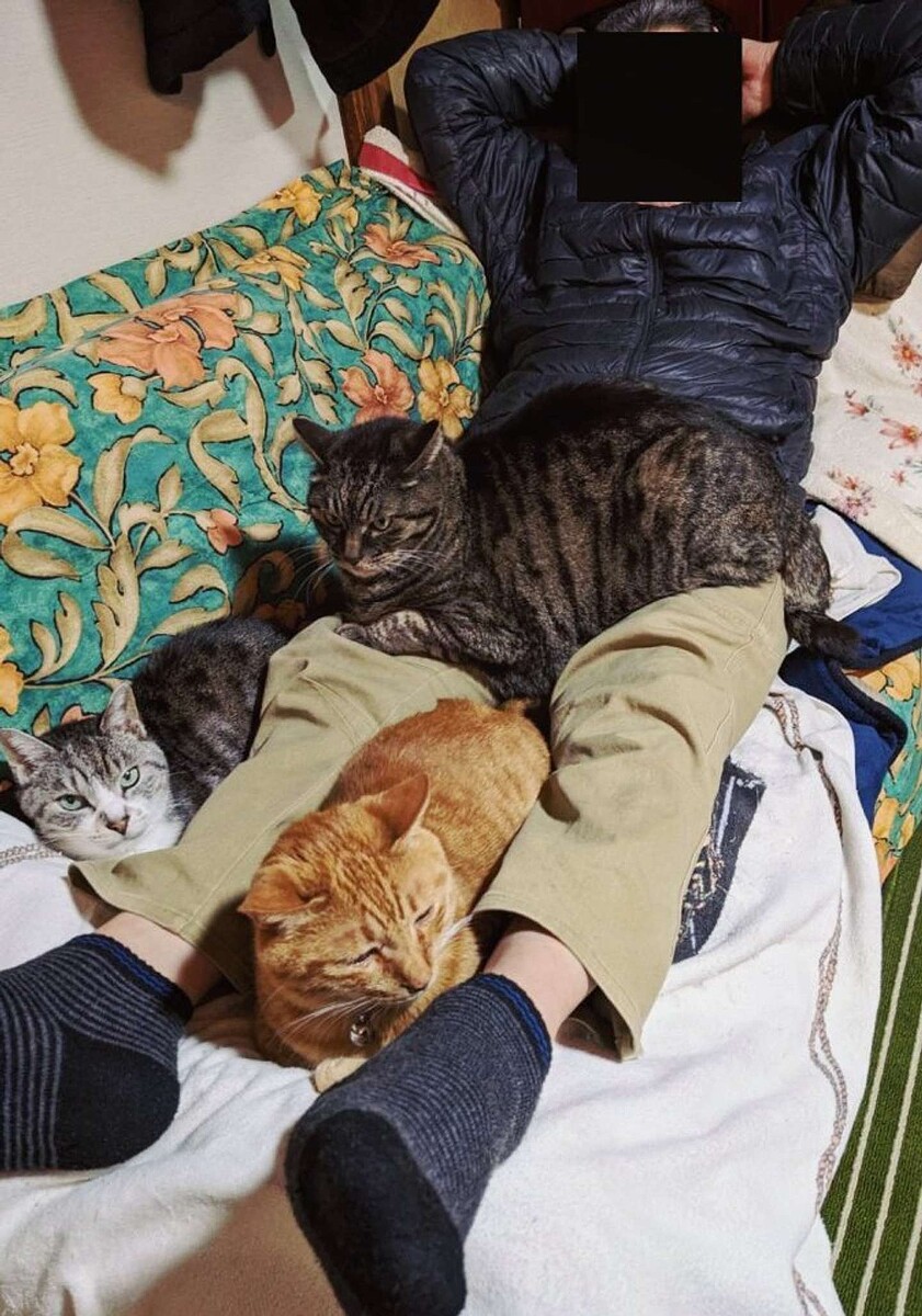 「猫の反対」は犬じゃない？辞典と言語学が示す意外な真相