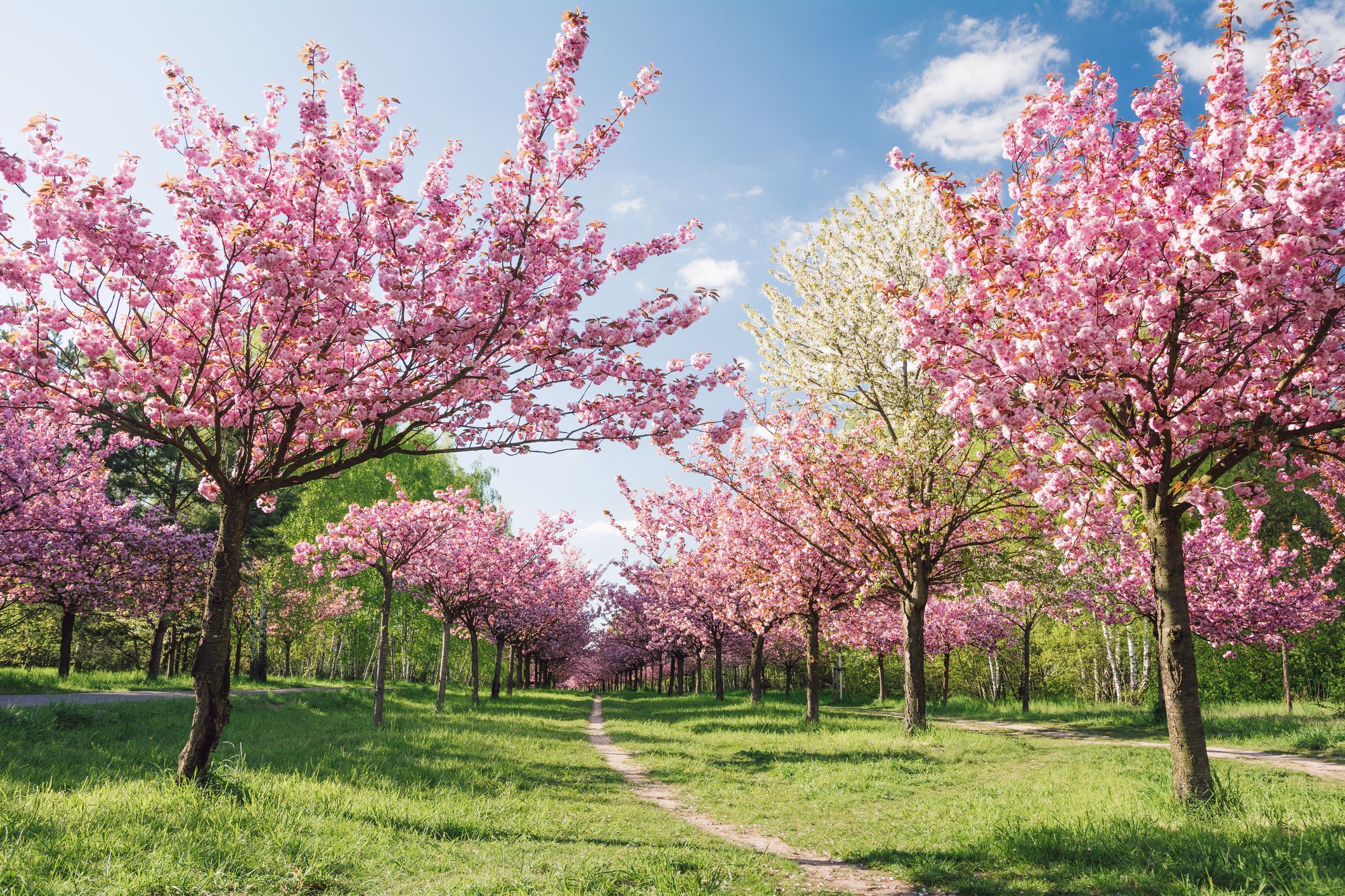 Spring Season in Germany
