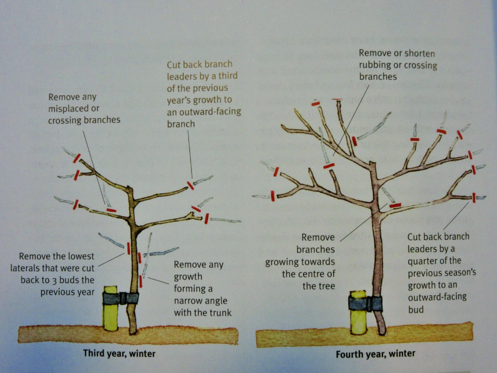 How to Prune Apple Trees Uk
