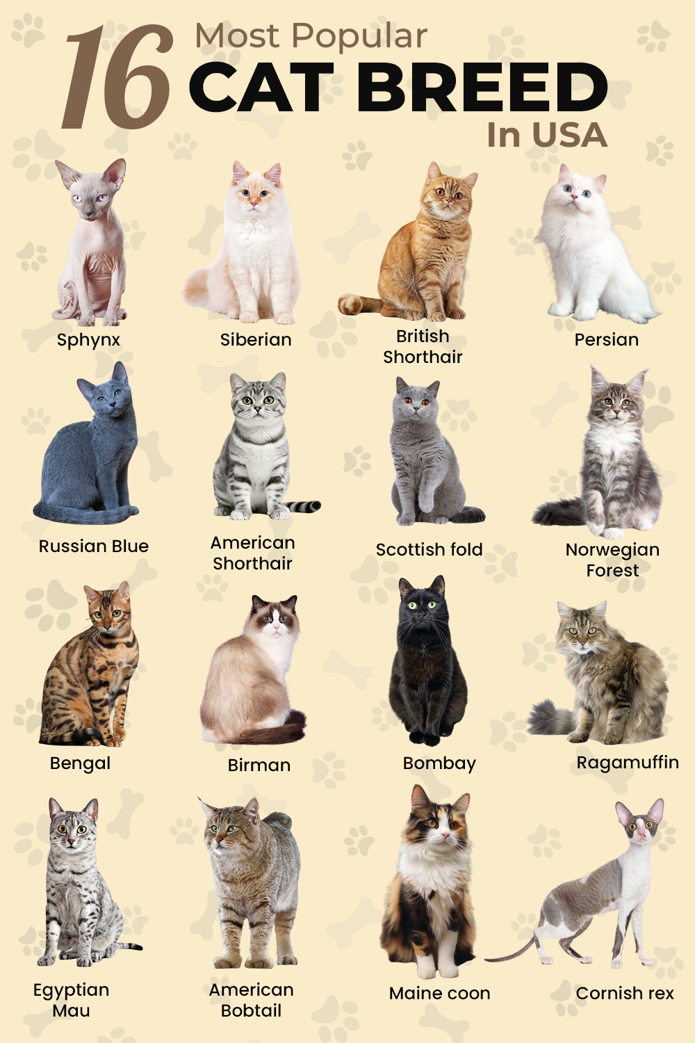 アラビア語の猫「キット」の謎！聖なる伝承と知られざる中東文化