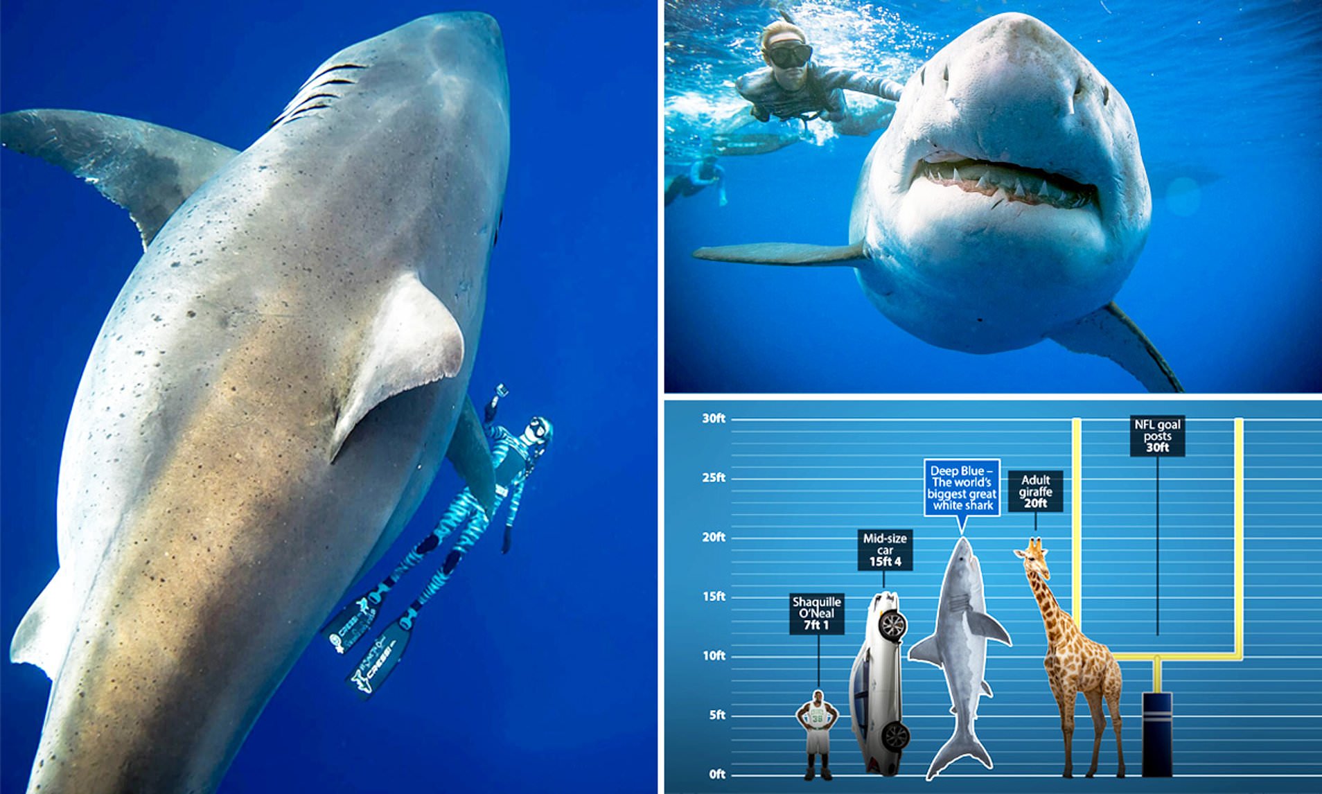 Great White vs Great White