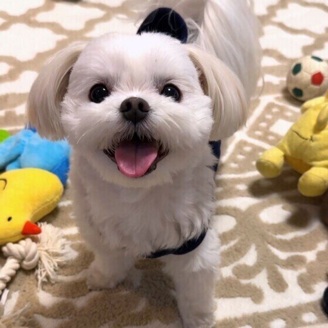 犬が喜ぶことの決定打！プロが暴く嬉しいサインと愛犬がとろける撫で方