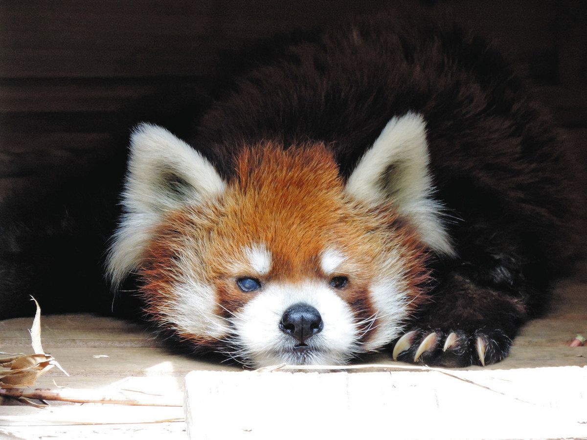レッサーパンダ風太くんの現在2026｜年齢22歳超の健康状態と家系図の真実