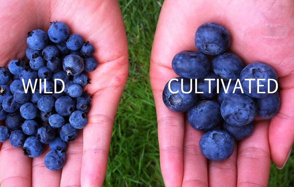 Difference Between Wild Blueberries and Regular