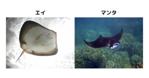 【真相】 マンタ と エイ の 違い ファン必見の最新情報 #940