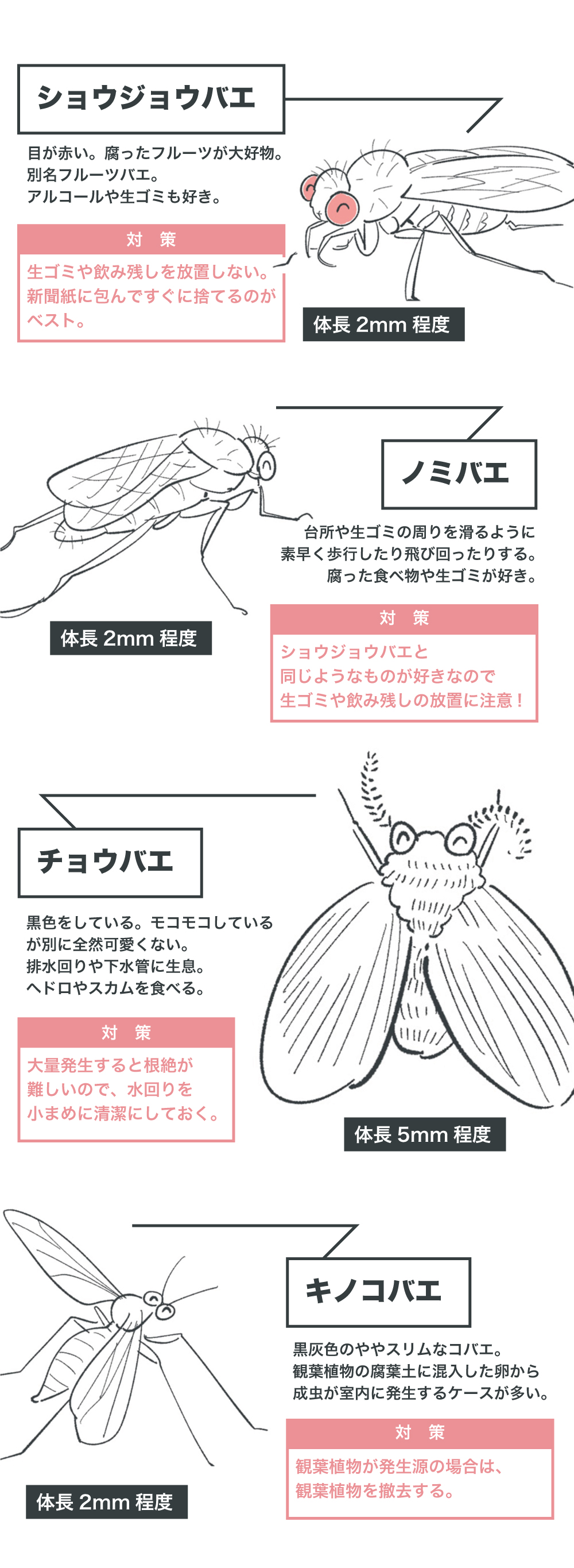 コバエの発生源がわからない？プロが明かす盲点と完全駆除の鉄則
