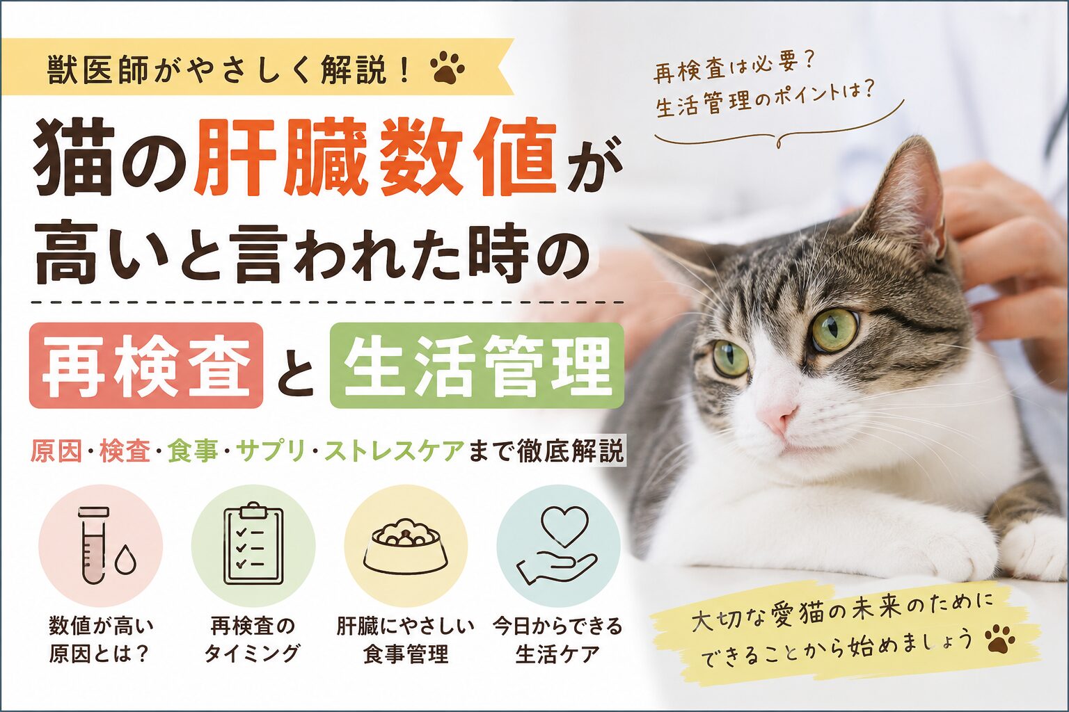猫の肝臓の数値が高い原因とは？Alt・Alp異常値と命を守る治療法