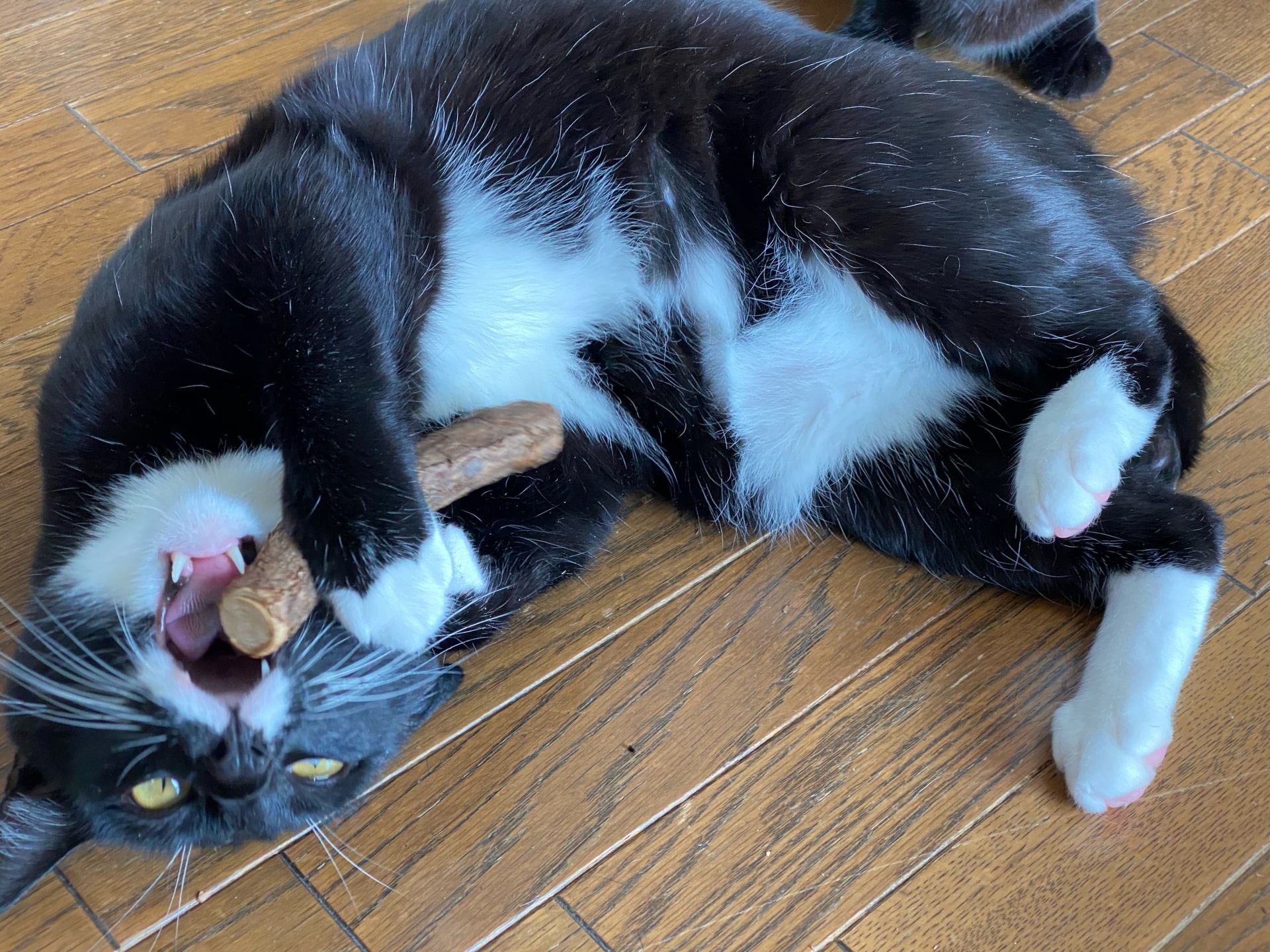 猫がまたたびに酔う真の理由とは？最新研究と安全な与え方を徹底解説