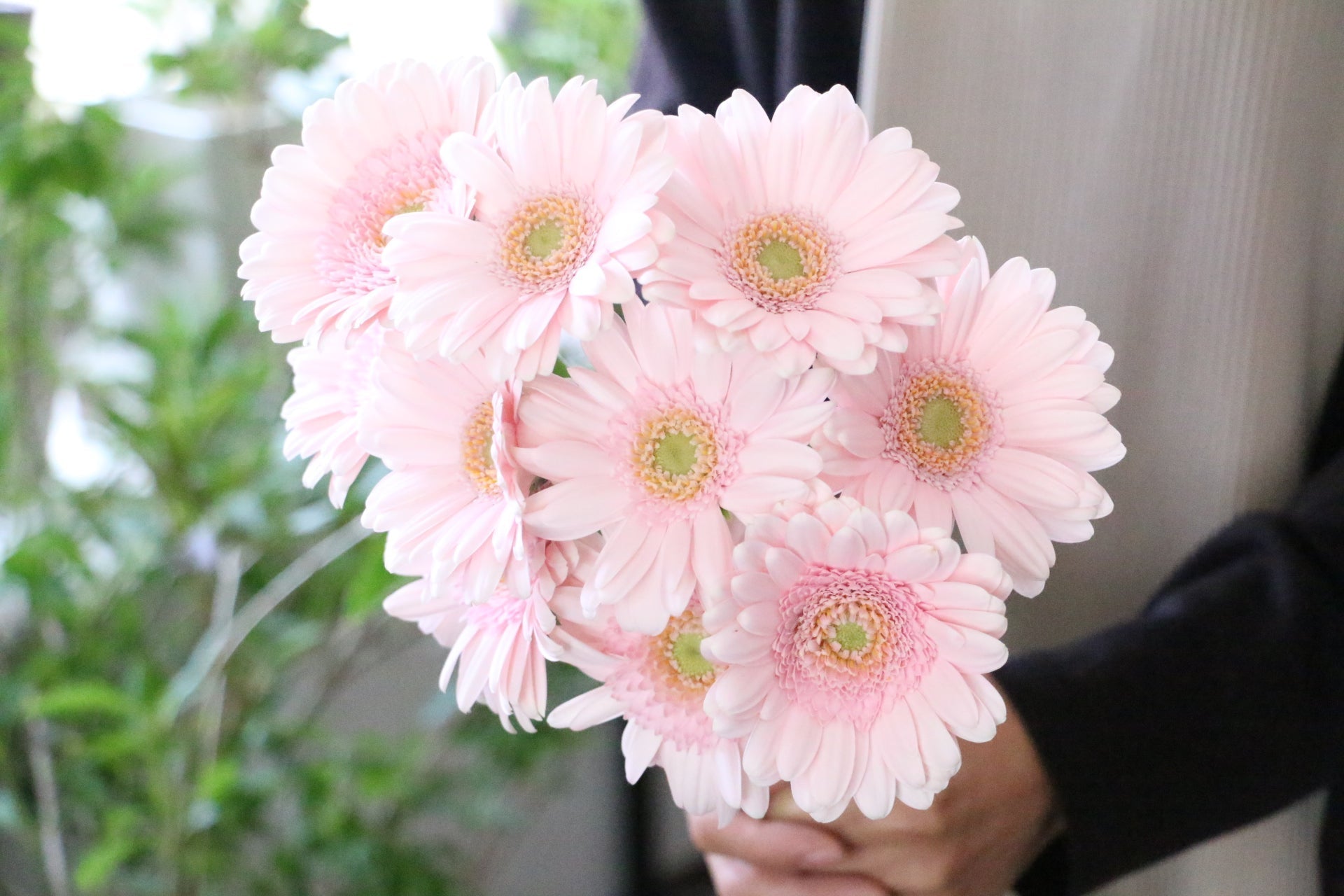 ピンクガーベラの花言葉は感謝と崇高美！怖い意味の真相と本数の罠