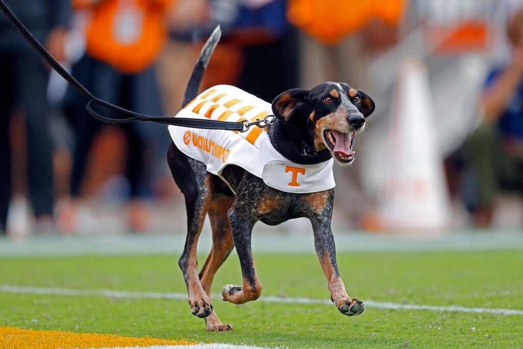 Tennessee Mascot Dog Breed