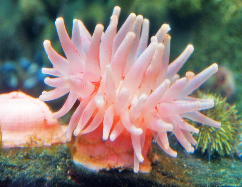 Marine Animal with a Cylindrical Body Once Processed