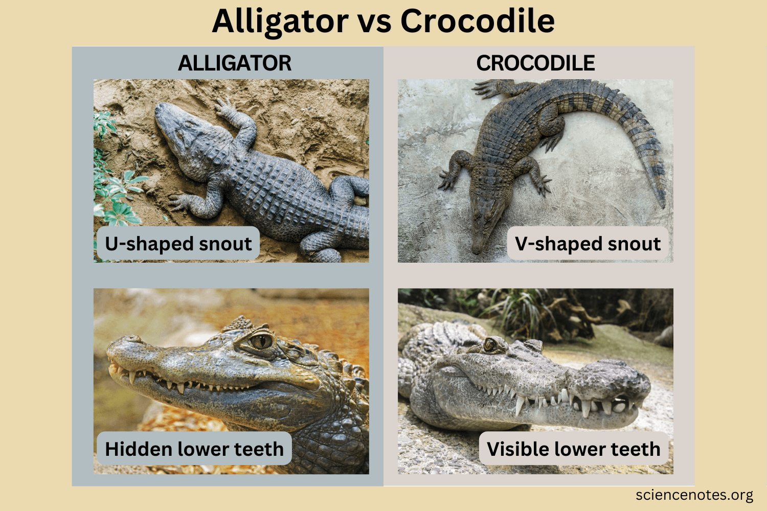 Difference Between an Alligator and Crocodile