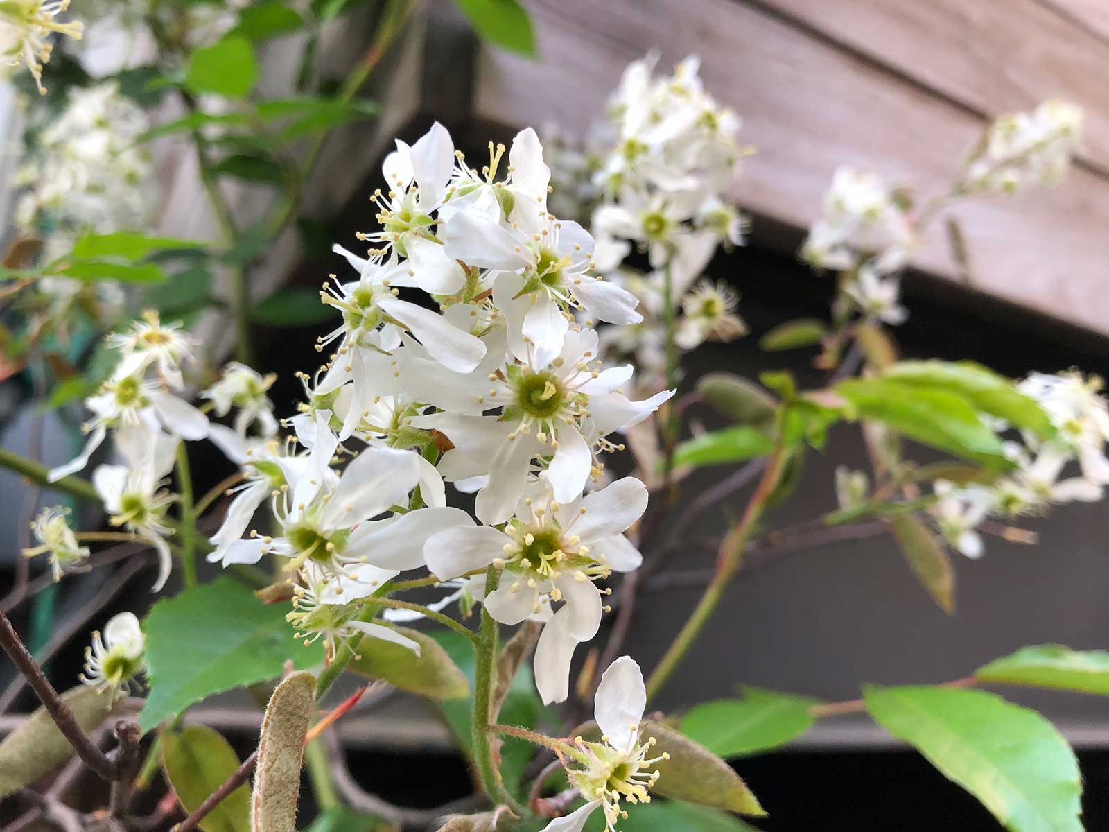 ジューンベリーの花が咲かない原因は？剪定時期と育て方の秘訣を徹底解説