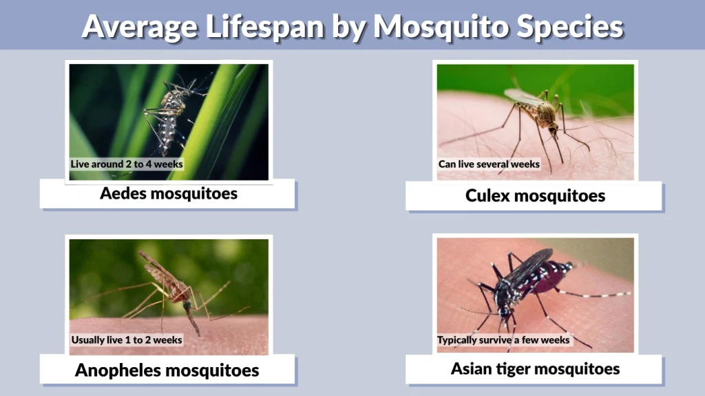 What Is the Average Lifespan of a Mosquito