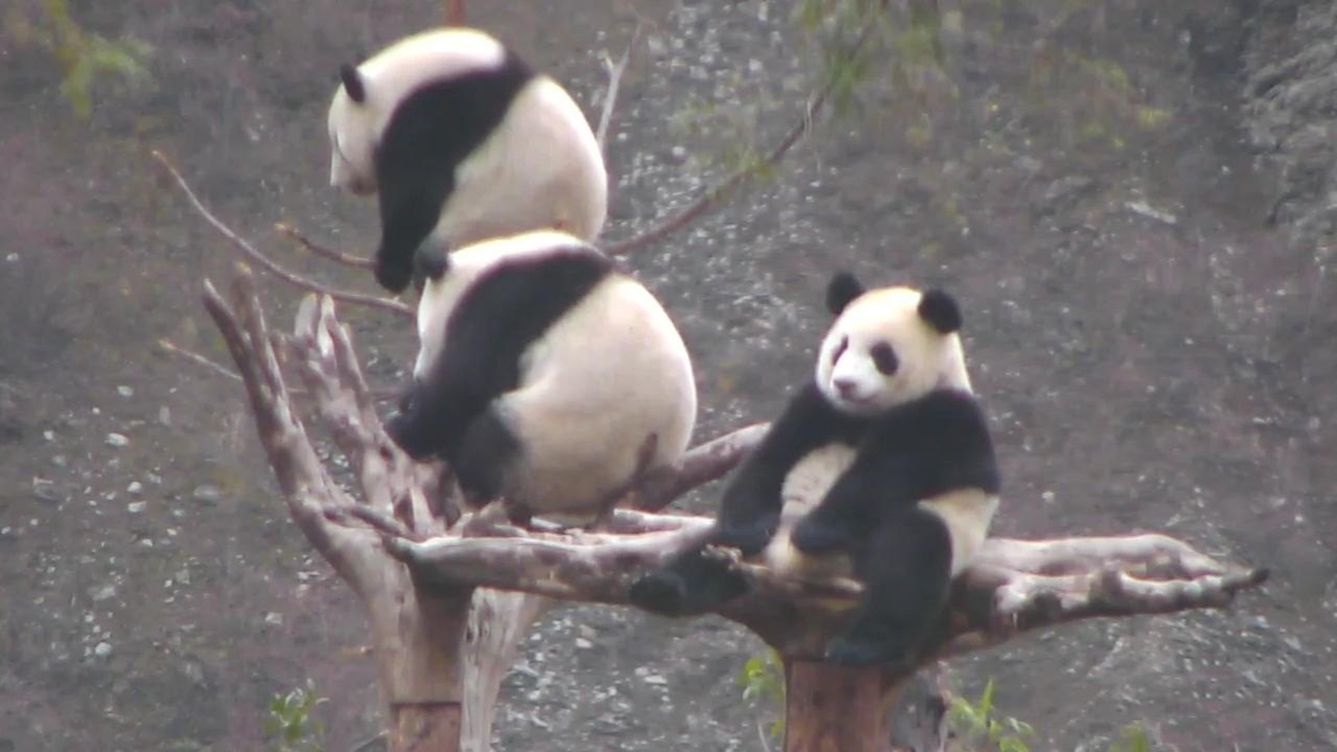 Live Panda Bear