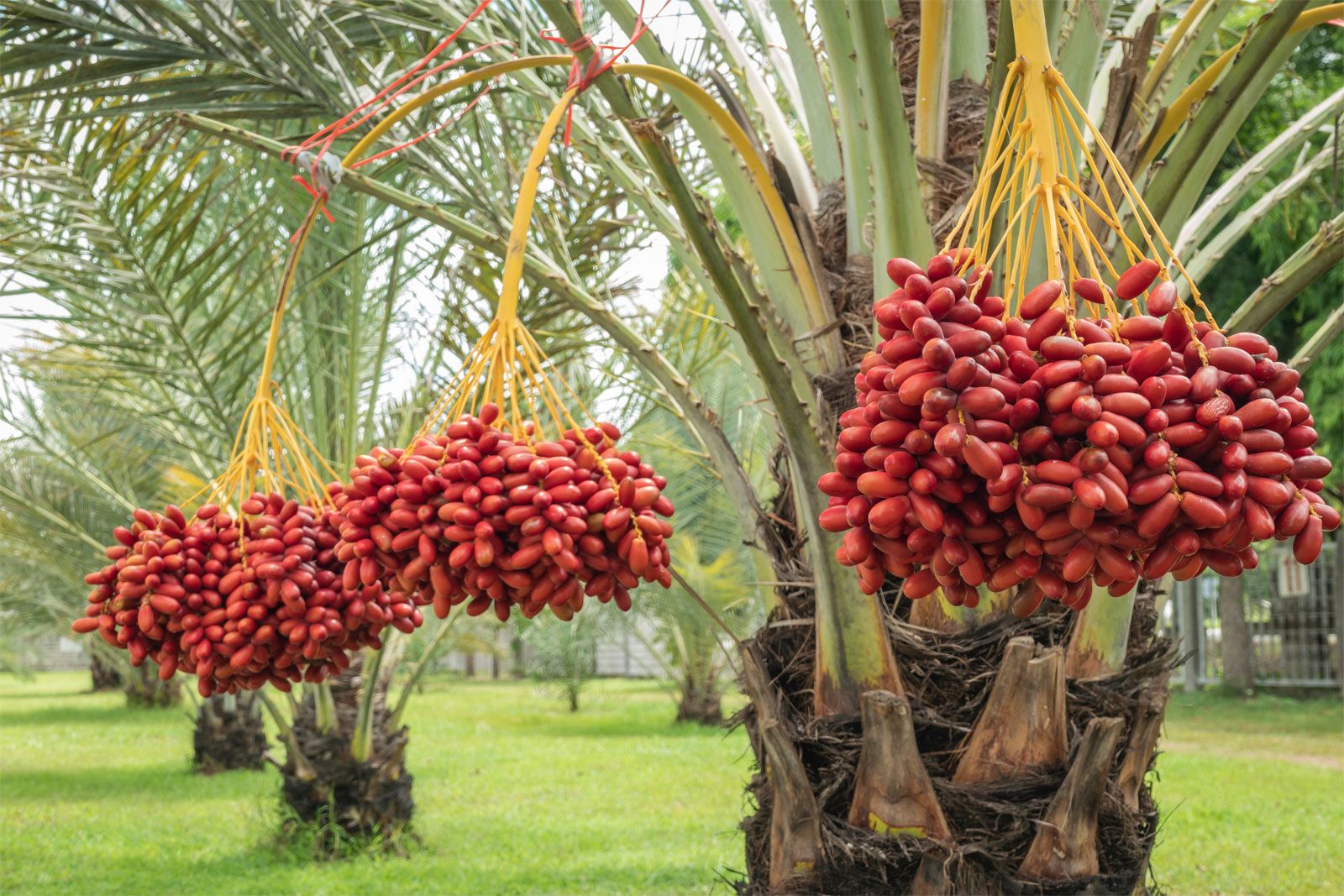What Fruit Are Dates Made From