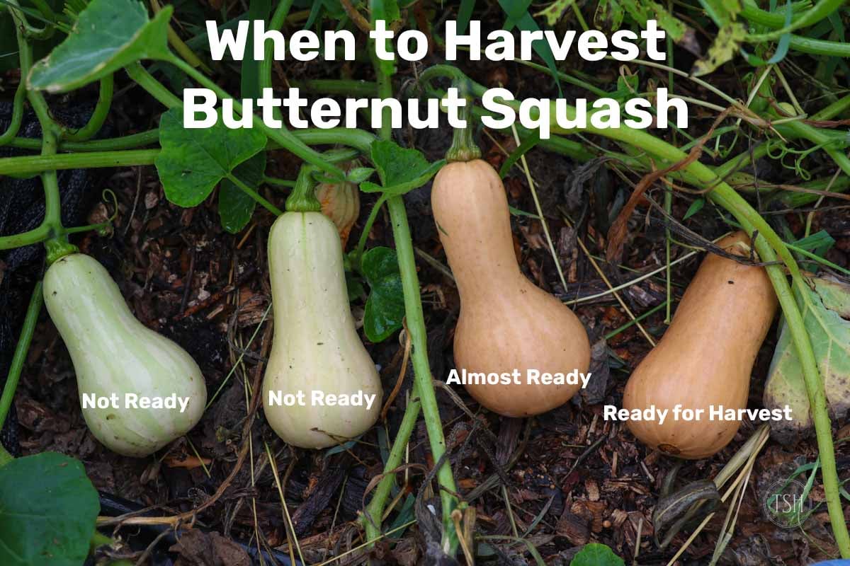 When to Pick Butternut Squash