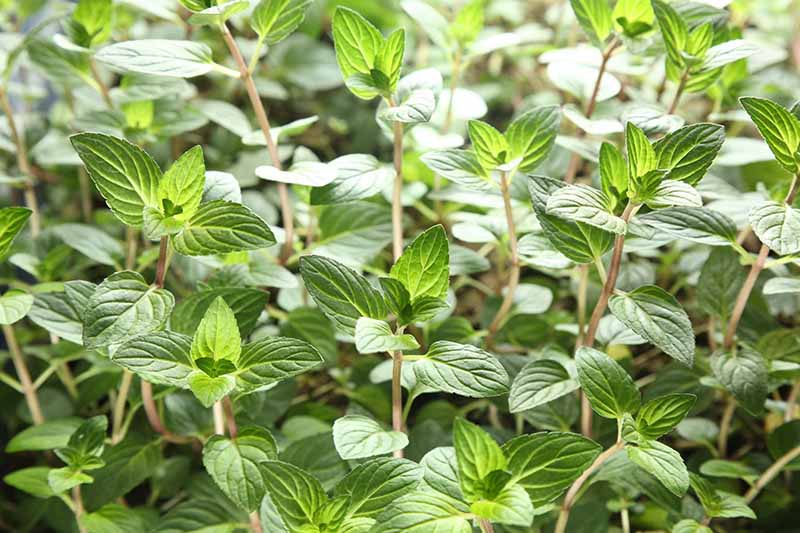 Chocolate Mint Plant Uses