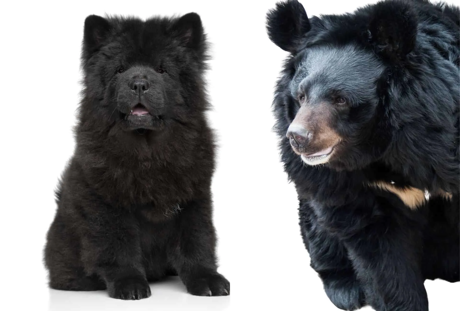 Bear That Looks Like a Dog