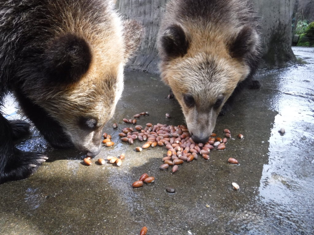 熊は肉食じゃない？主食の8割が植物の真相と雑食に進化した理由